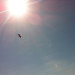 Osprey flying with a fish