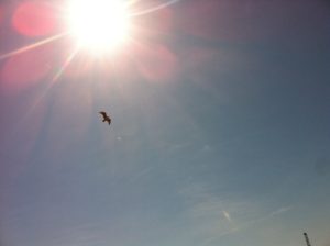 Osprey flying with a fish